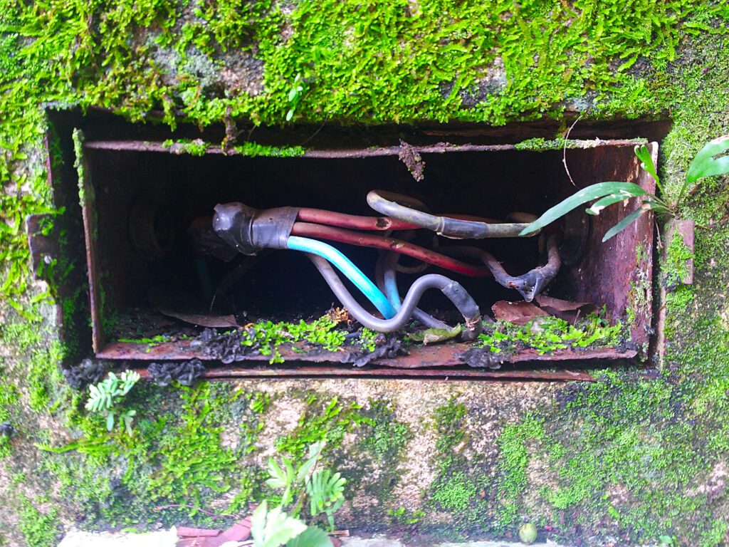 moss surrounding an electrical box